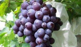 娱乐吃瓜酱葡萄娱乐,揭秘娱乐圈幕后故事与趣味瞬间